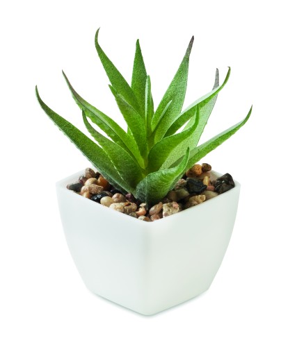 Mini műnövény, aloe ferox mill